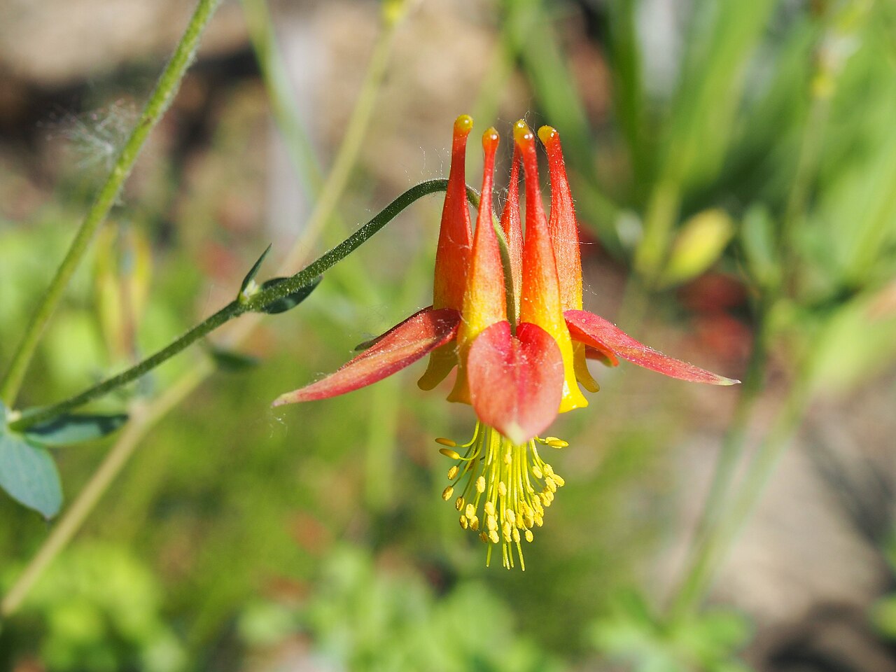 Desert columbine: Desert columbine ( Aquilegia desertorum ) yellow-orange flower, plant cultivated in Wrocław University Botanical Garden, Wrocław, Poland.