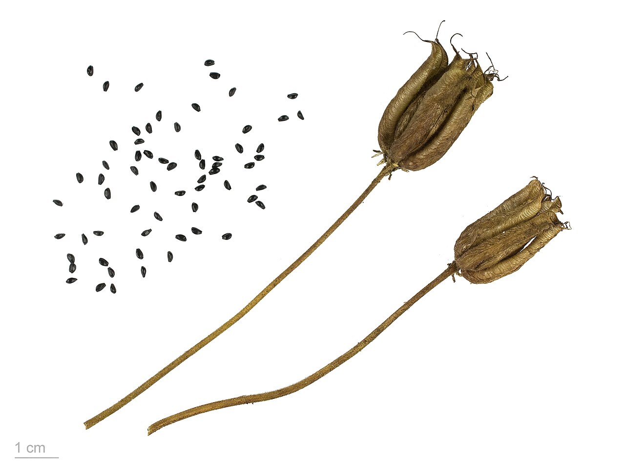 Aquilegia dichroa: Aquilegia vulgaris, European columbine, fruits and seeds