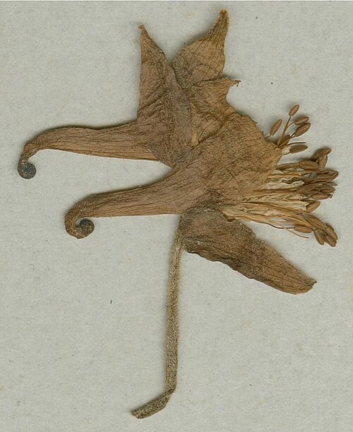Aquilegia dichroa: Photograph of Syntype of Aquilegia vulgaris at Herbarium of the University of Coimbra, Portugal (COI). Specimen COI00077000. http://coicatalogue.uc.pt/specimen/