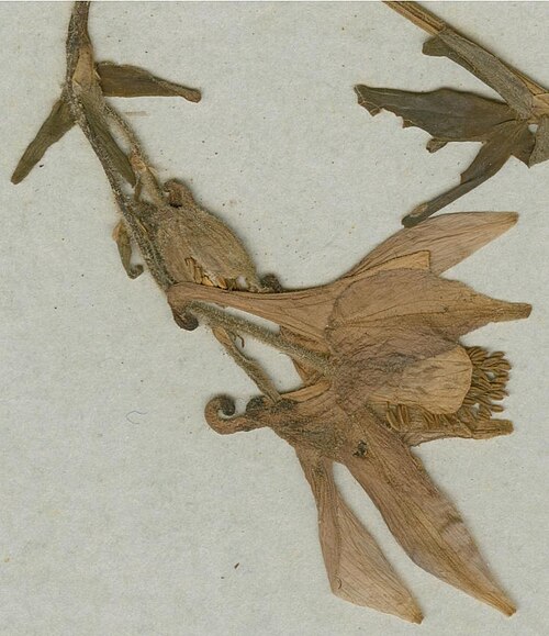 Aquilegia dichroa: Photograph of Syntype of Aquilegia vulgaris at Herbarium of the University of Coimbra, Portugal (COI). Specimen COI00077025. http://coicatalogue.uc.pt/specimen/