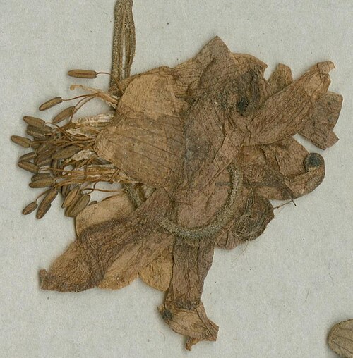 Aquilegia dichroa: Photograph of Syntype of Aquilegia vulgaris at Herbarium of the University of Coimbra, Portugal (COI). Specimen COI00077024. http://coicatalogue.uc.pt/specimen/