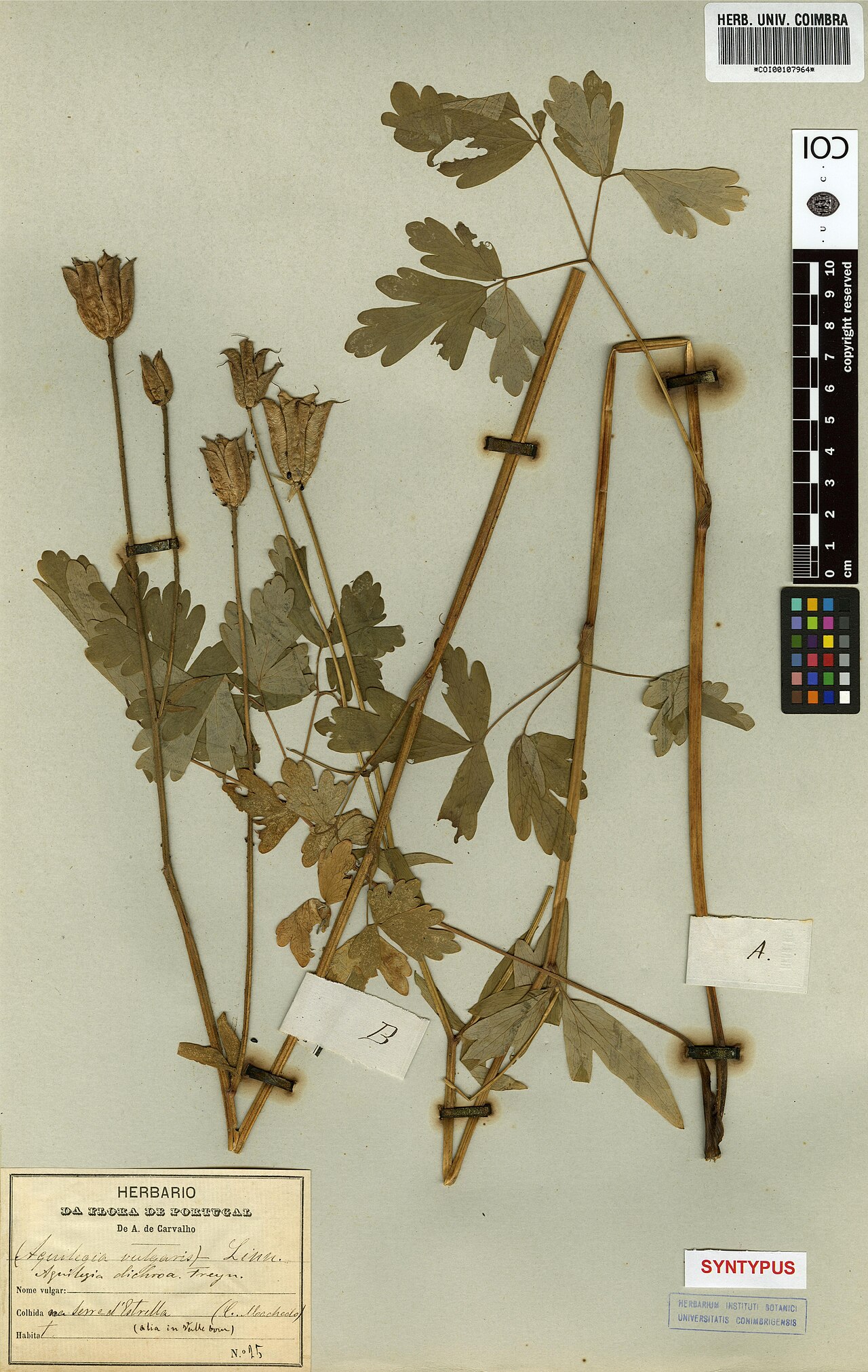 Aquilegia dichroa: Photograph of Syntype of Aquilegia vulgaris at Herbarium of the University of Coimbra, Portugal (COI). Specimen COI00107964. http://coicatalogue.uc.pt/specimen/