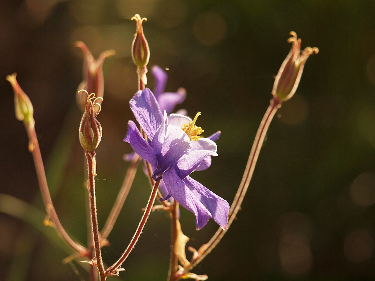 Aquilegia dinarica: Dinaric columbine, Aquilegia dinarica