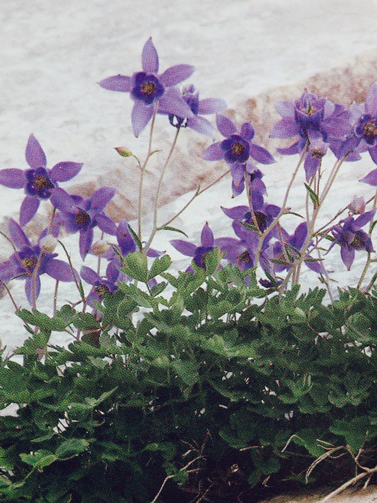 Aquilegia dinarica: Aquilegia dinarica on mountains of the exterior High Karst in Bosnia and Herzegowina, Original image around 2001, scan of an old paper image