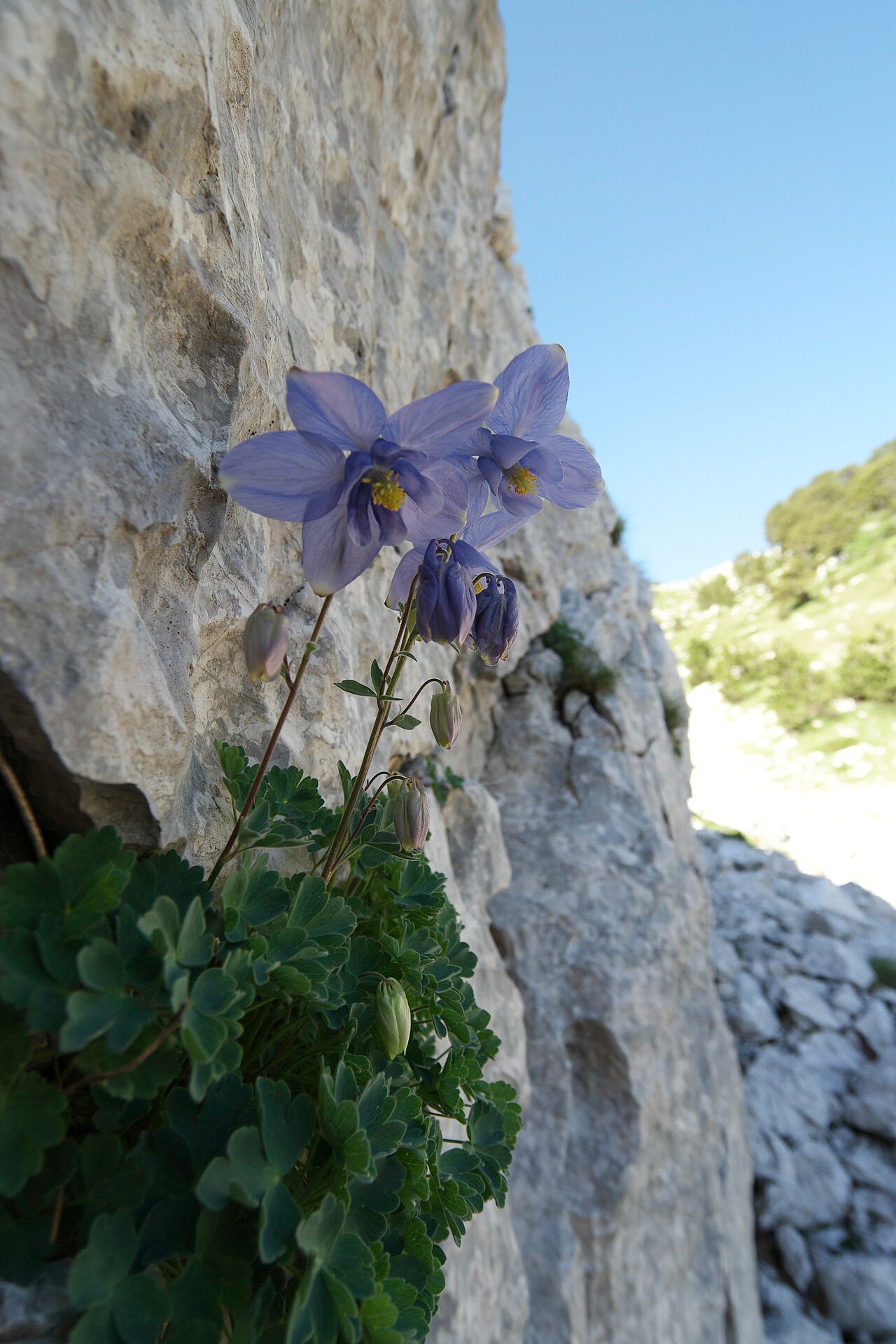 Aquilegia dinarica: Dinaric columbine from the wild. Mt Orjen Montenegro at 1710 m a.s.l.