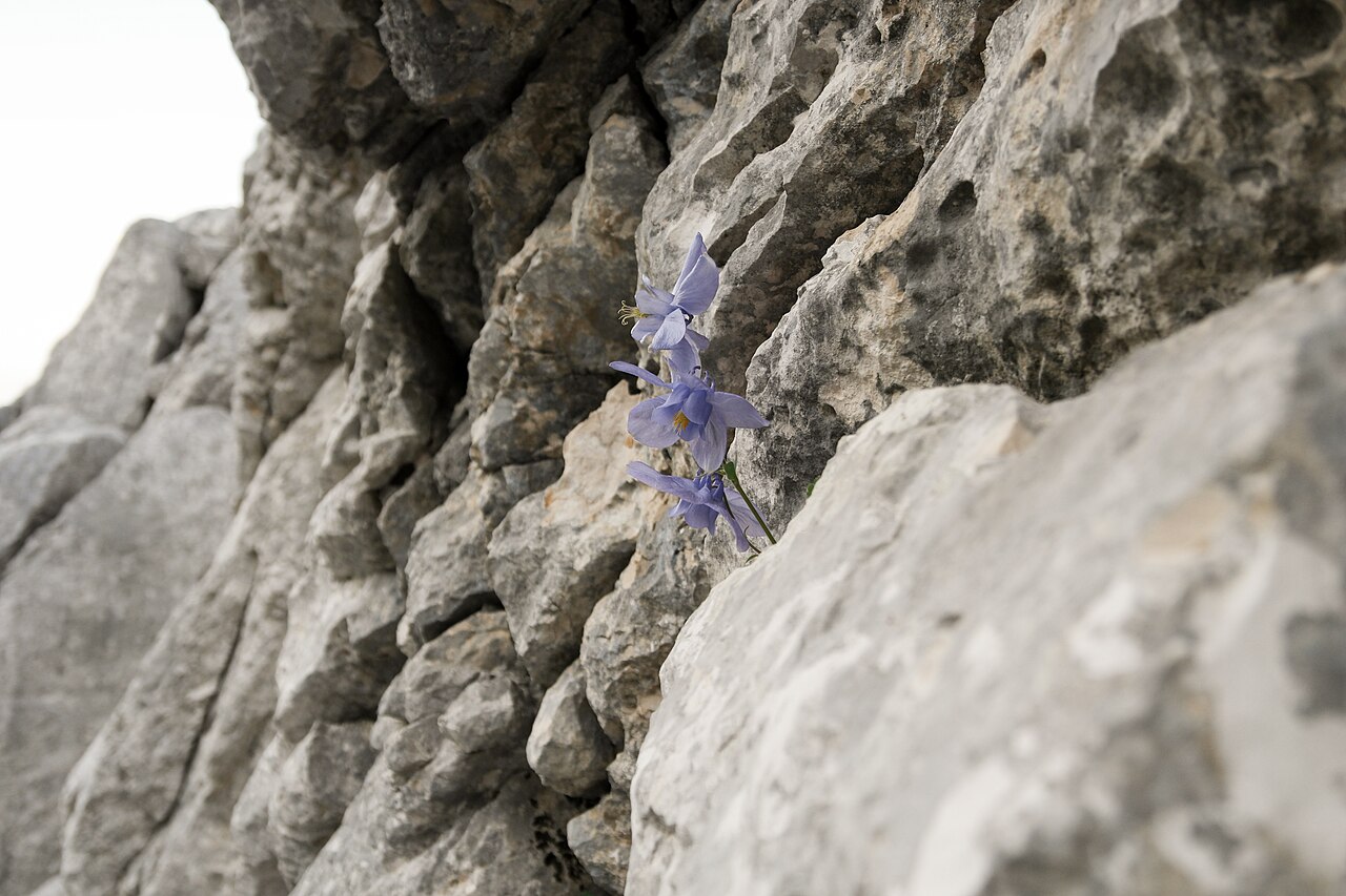 Aquilegia dinarica: Aquilegia dinarica leg P.Cikovac Jastrebica ridge Mt Orjen 1710 m a.s.l.