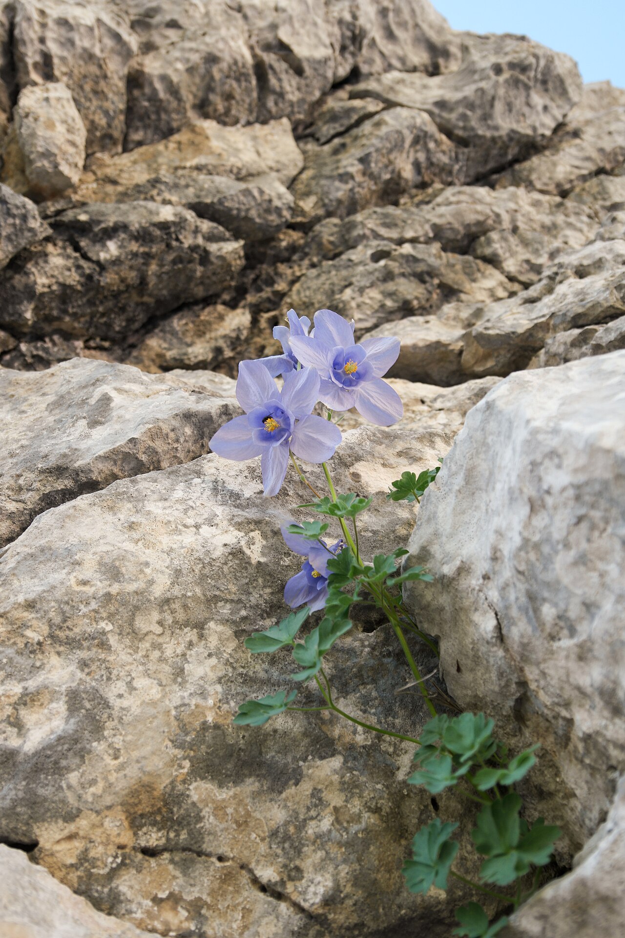 Aquilegia dinarica: A saxicolous columbine photographed in the subadriatic Mt Orjen range in Montenegro. Its restricted to shaded rockwalls and boulder rivers.