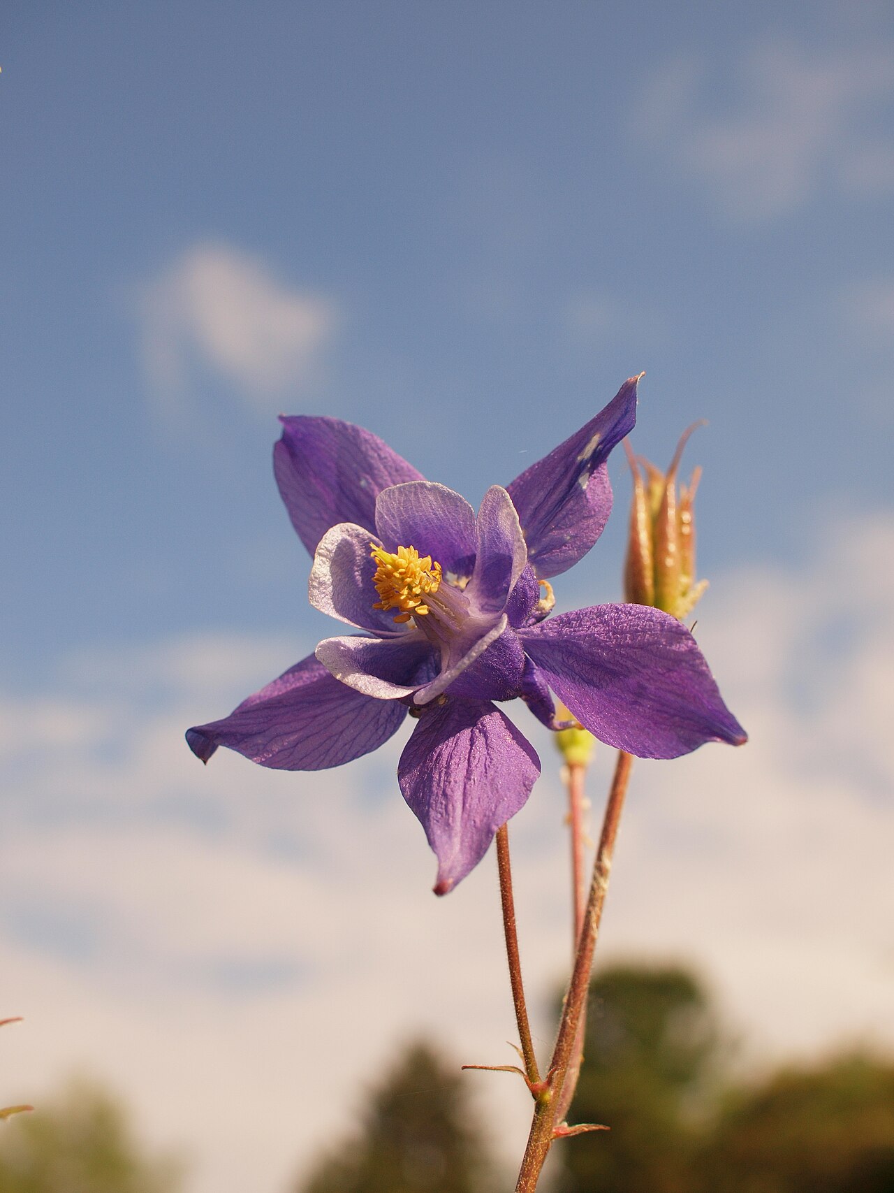 Aquilegia dinarica: Dinaric columbine, Aquilegia dinarica