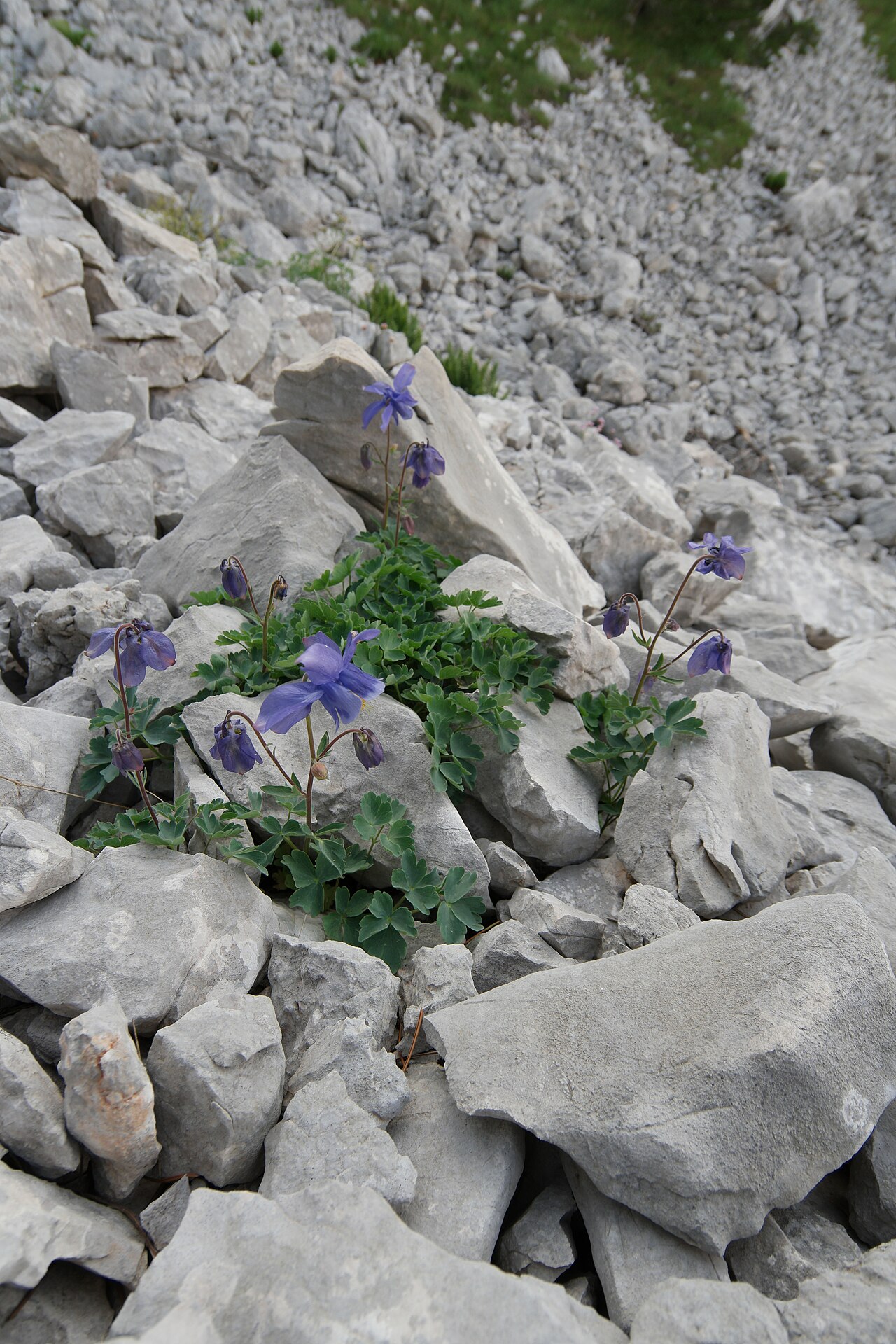 Aquilegia dinarica: Aquilegia dinarica block field Jastrebica leg P.Cikovac