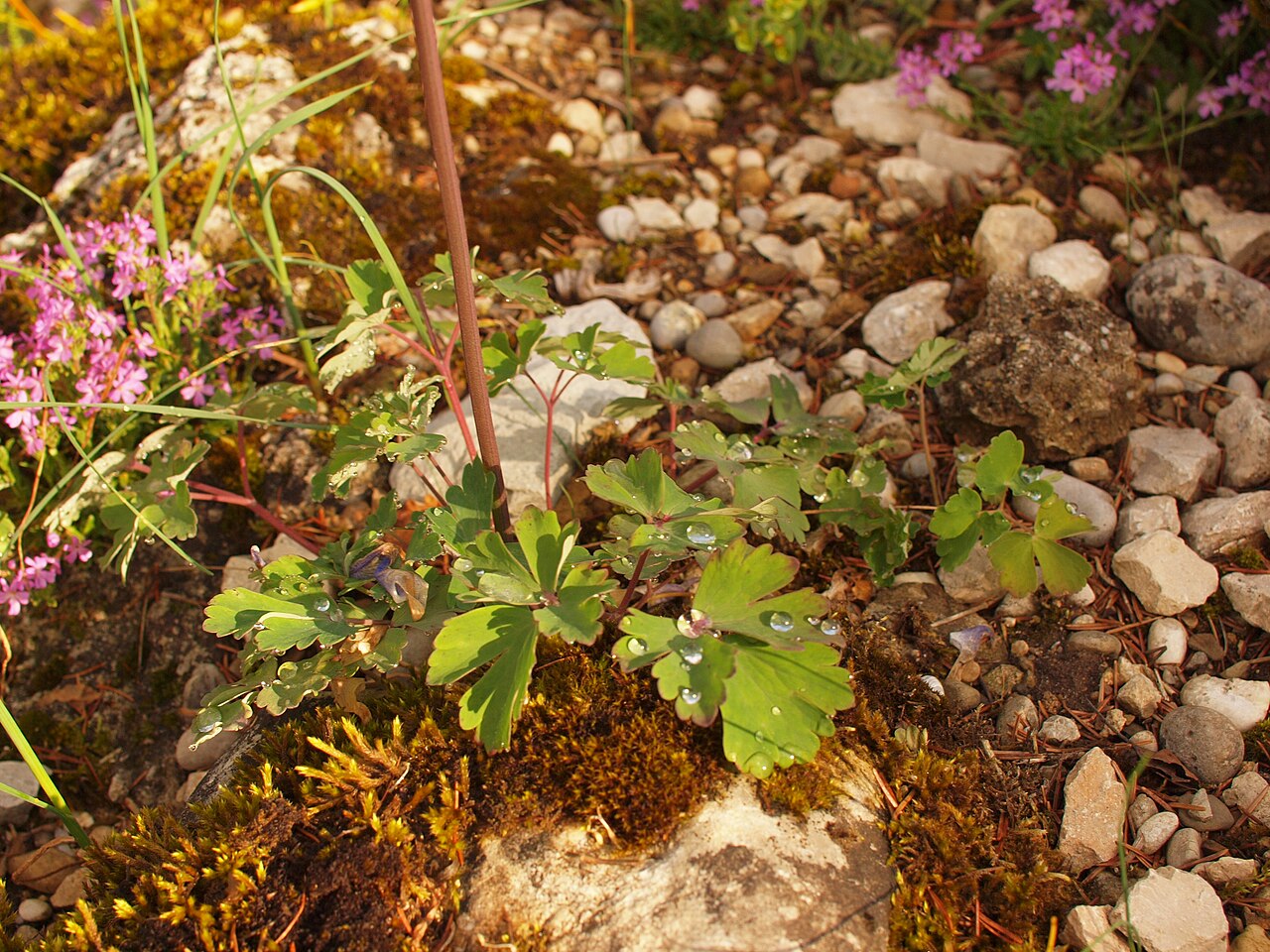 Aquilegia dinarica: Dinaric columbine, foliage