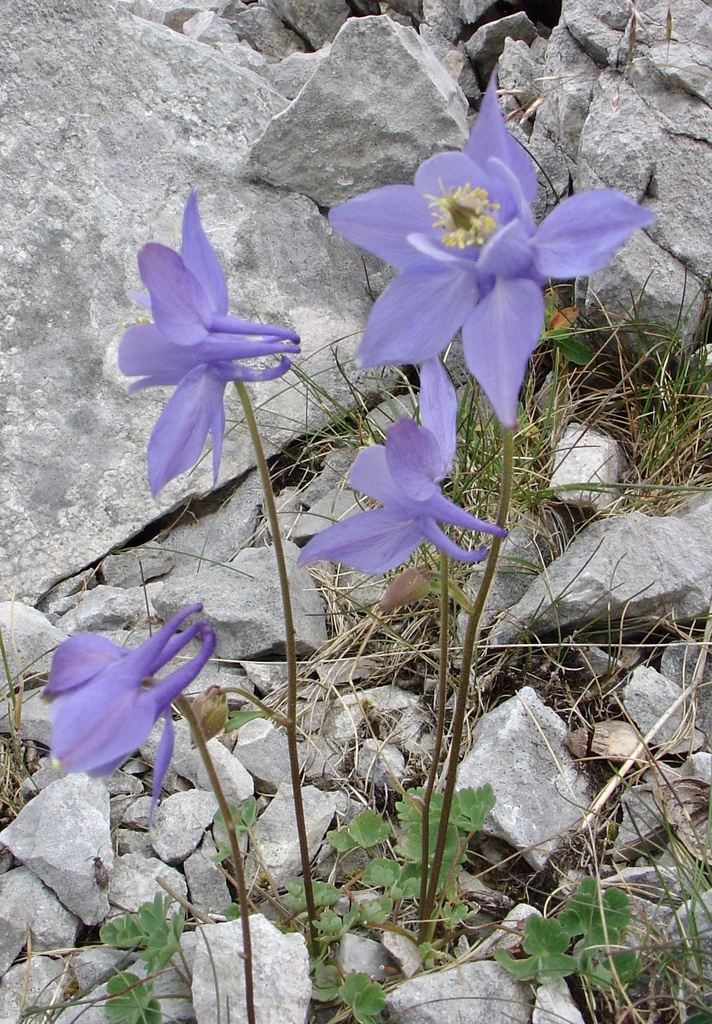 Aquilegia discolor (Aquilegia discolor)
