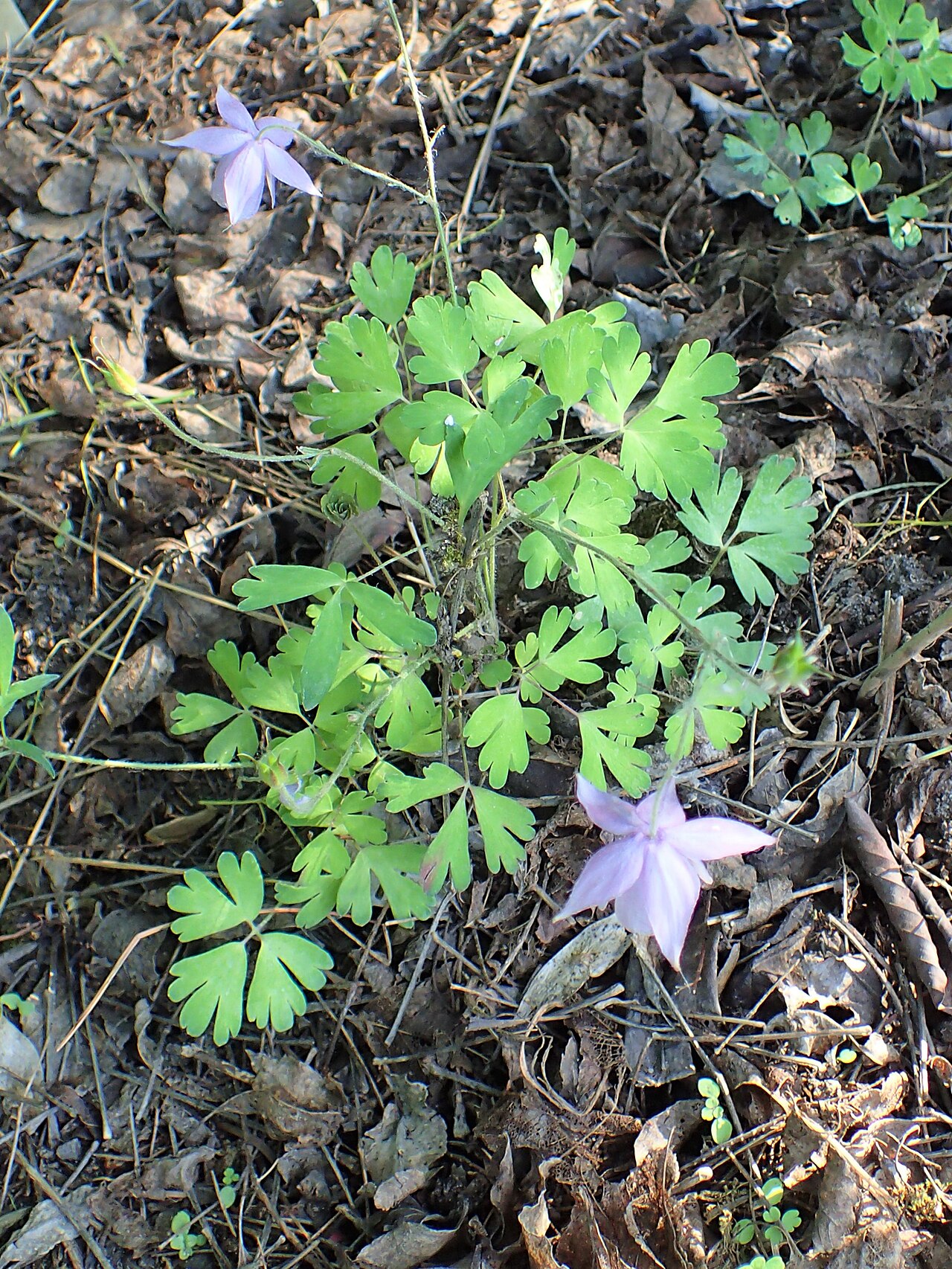 Aquilegia ecalcarata: Aquilegia ecalcarata in the Botanischer Garten, Berlin-Dahlem
