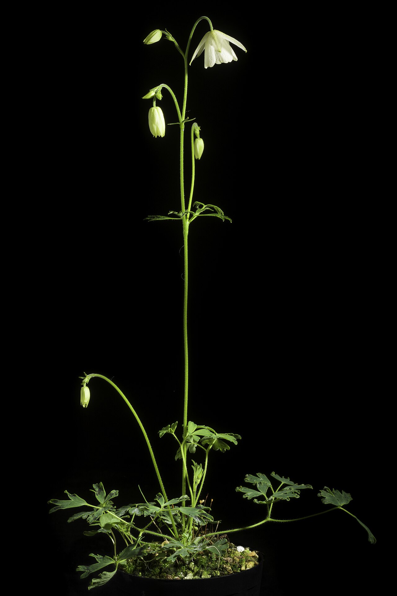 Aquilegia ecalcarata: Taxonomy Family キンポウゲ科 Ranunculaceae Genus オダマキ属 Aquilegia Distribution E. Tibet to China. Synonyms Aquilegia semicalcarata ( .mw-parser-output .smallcaps{font-