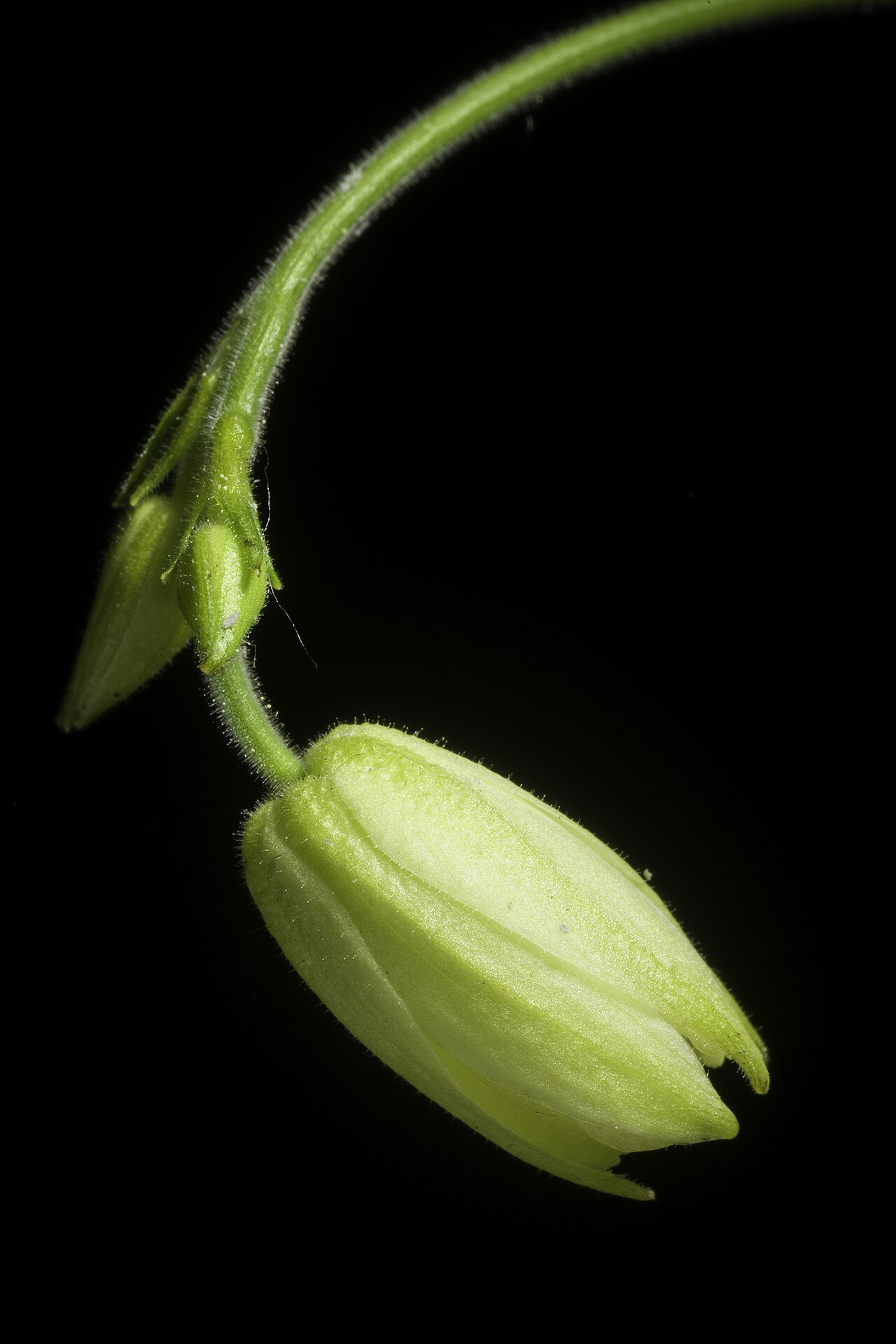 Aquilegia ecalcarata: Taxonomy Family キンポウゲ科 Ranunculaceae Genus オダマキ属 Aquilegia Distribution E. Tibet to China. Synonyms Aquilegia semicalcarata ( .mw-parser-output .smallcaps{font-