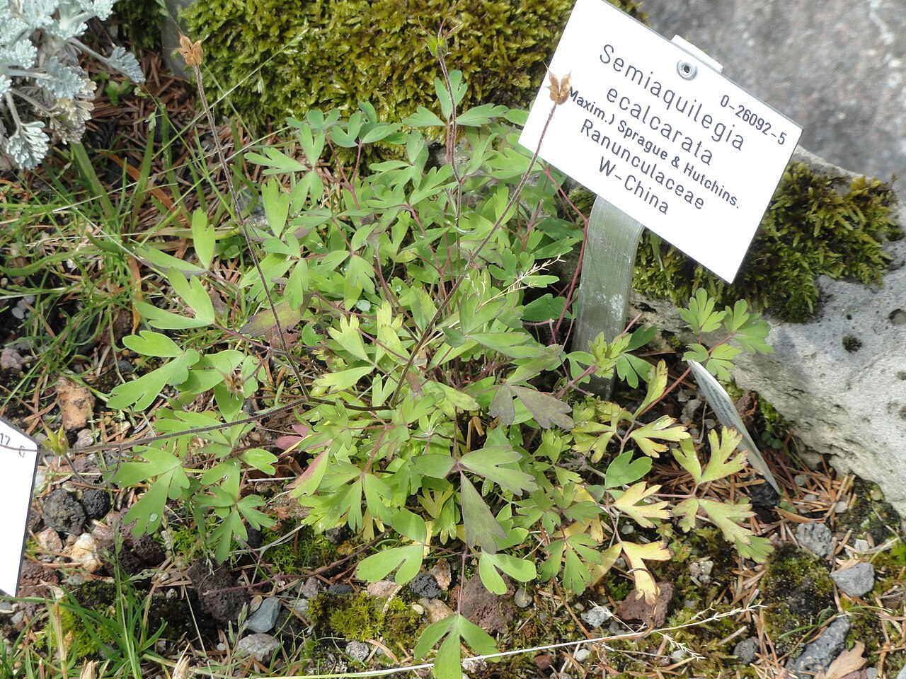 Aquilegia ecalcarata: Botanical specimen in the Palmengarten, Frankfurt am Main, Germany.