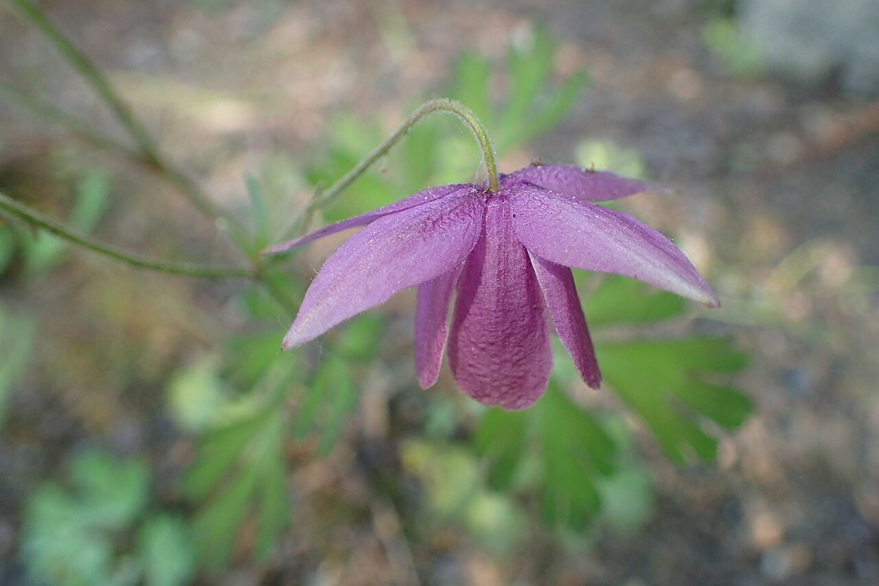 Aquilegia ecalcarata: Aquilegia ecalcarata in the Botanischer Garten, Berlin-Dahlem