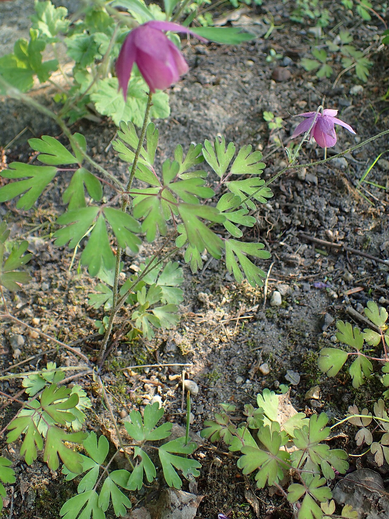 Aquilegia ecalcarata: Aquilegia ecalcarata in the Botanischer Garten, Berlin-Dahlem
