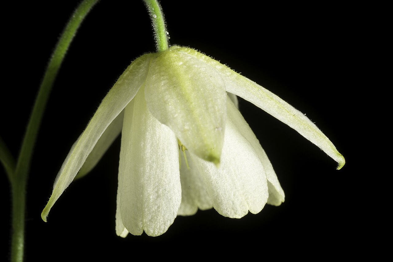 Aquilegia ecalcarata: Taxonomy Family キンポウゲ科 Ranunculaceae Genus オダマキ属 Aquilegia Distribution E. Tibet to China. Synonyms Aquilegia semicalcarata ( .mw-parser-output .smallcaps{font-