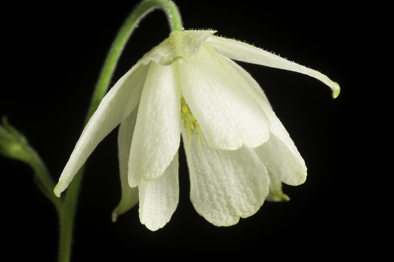 Aquilegia ecalcarata: Taxonomy Family キンポウゲ科 Ranunculaceae Genus オダマキ属 Aquilegia Distribution E. Tibet to China. Synonyms Aquilegia semicalcarata ( .mw-parser-output .smallcaps{font-