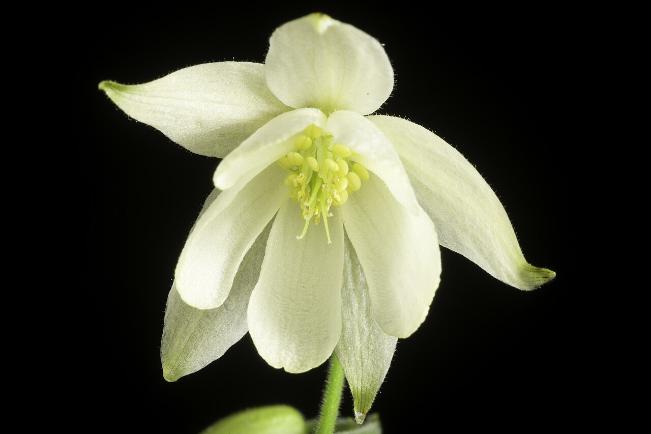 Aquilegia ecalcarata: Taxonomy Family キンポウゲ科 Ranunculaceae Genus オダマキ属 Aquilegia Distribution E. Tibet to China. Synonyms Aquilegia semicalcarata ( .mw-parser-output .smallcaps{font-