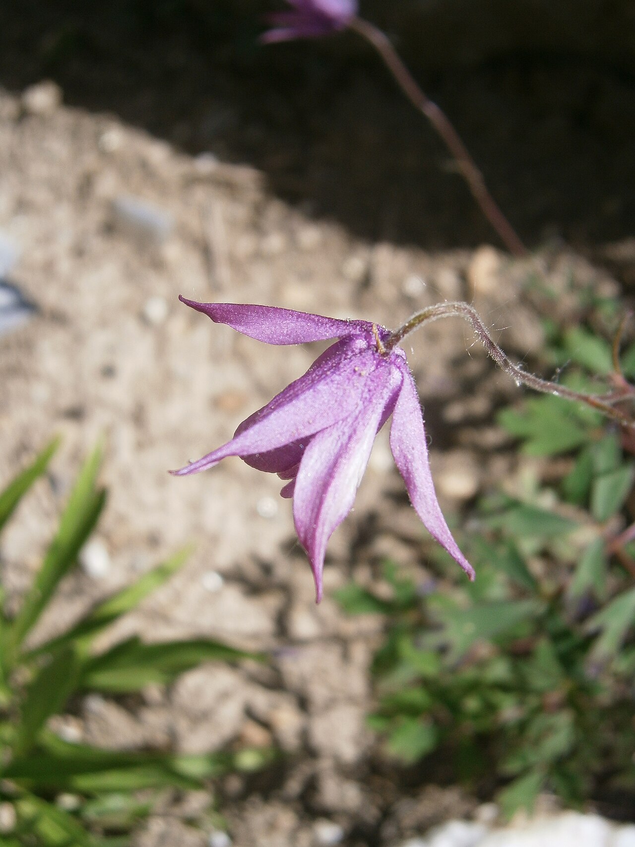 Aquilegia ecalcarata: Aquilegia ecalcarata in the Jardin Botanique Alpin du Lautaret
