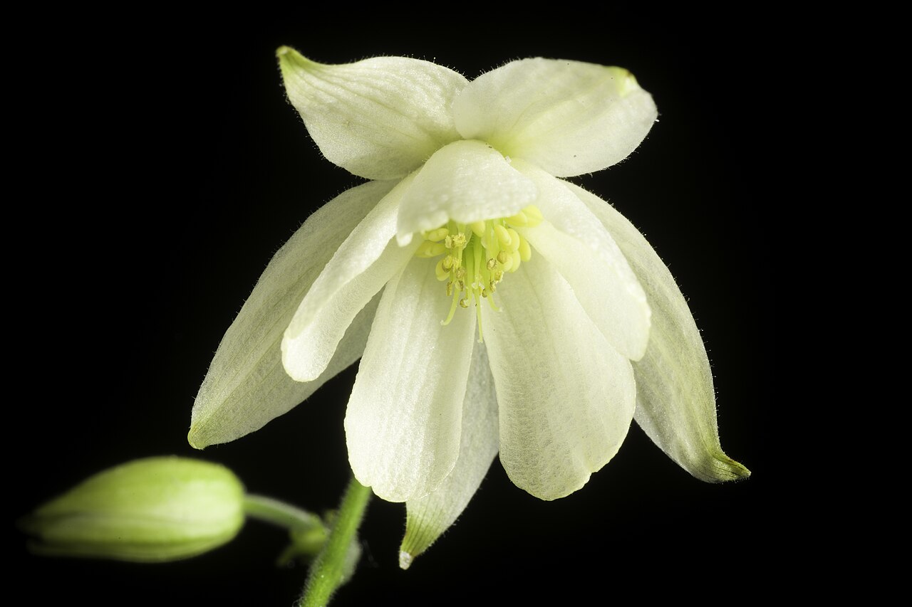 Aquilegia ecalcarata: Taxonomy Family キンポウゲ科 Ranunculaceae Genus オダマキ属 Aquilegia Distribution E. Tibet to China. Synonyms Aquilegia semicalcarata ( .mw-parser-output .smallcaps{font-