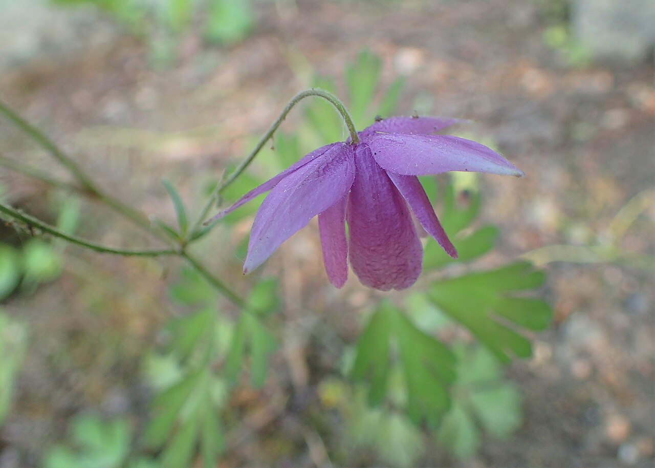 Aquilegia ecalcarata: Aquilegia ecalcarata in the Botanischer Garten, Berlin-Dahlem