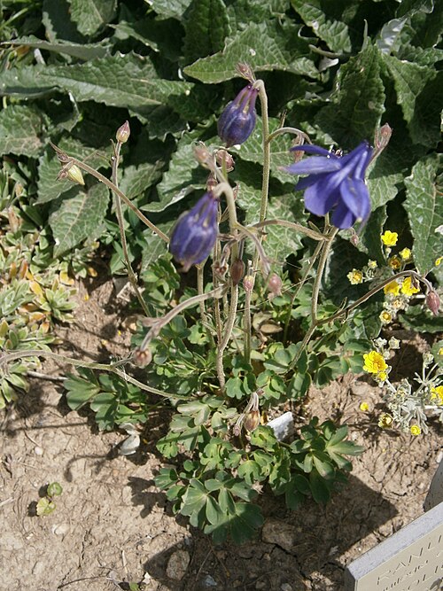 Aquilegia einseleana: Aquilegia einseleana in the Jardin Botanique Alpin du Lautaret