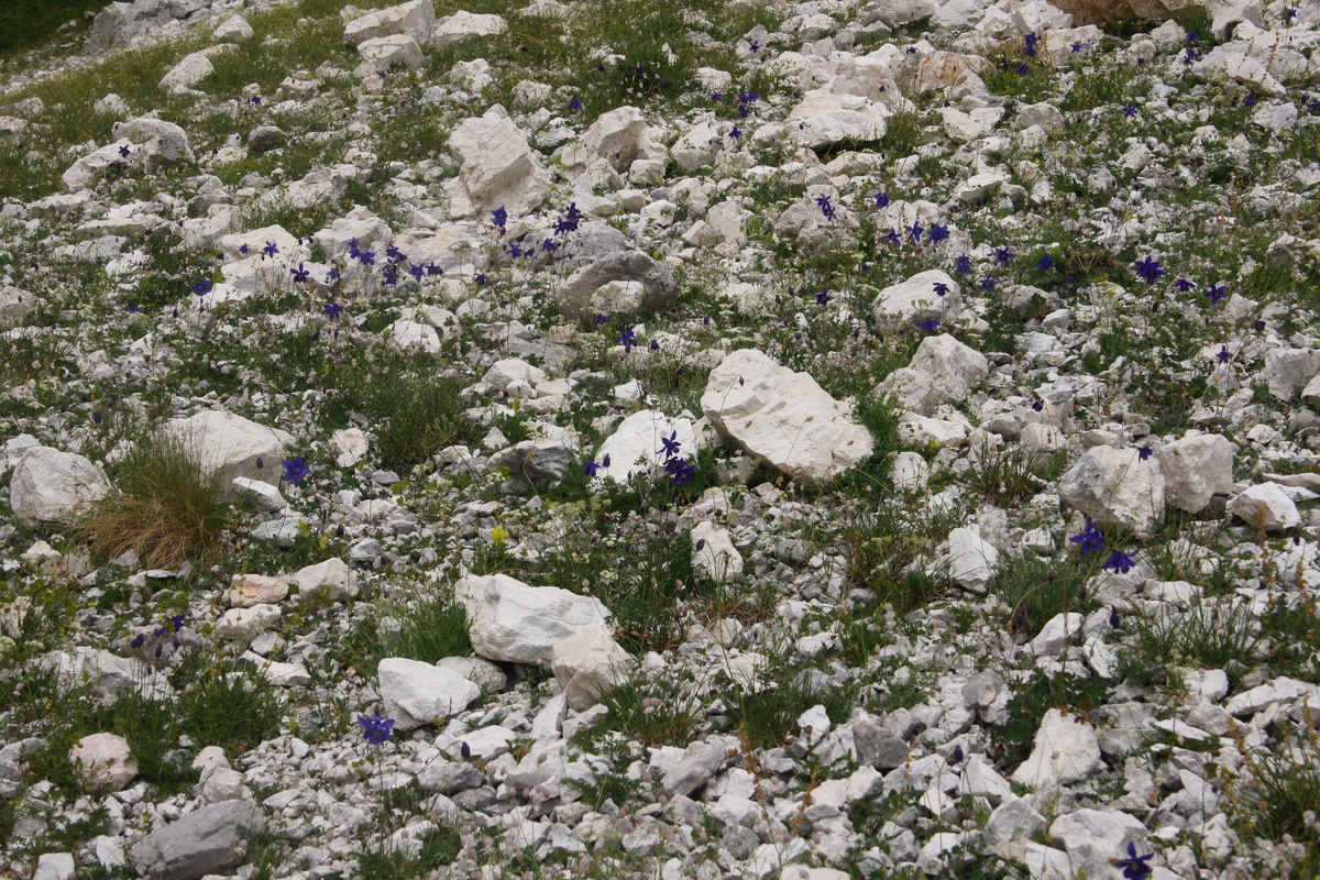 Aquilegia einseleana: Einselejeva orlica v Krnici.