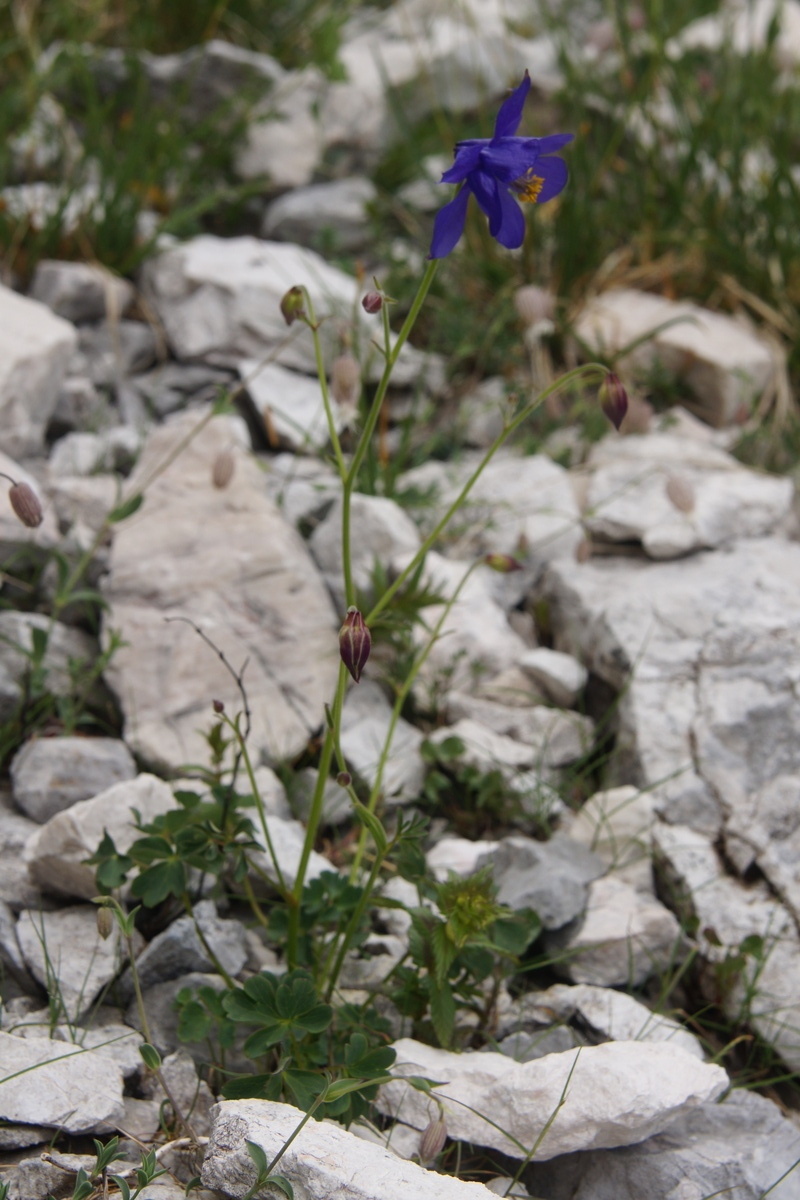 Aquilegia einseleana: Einselejeva orlica v Krnici.