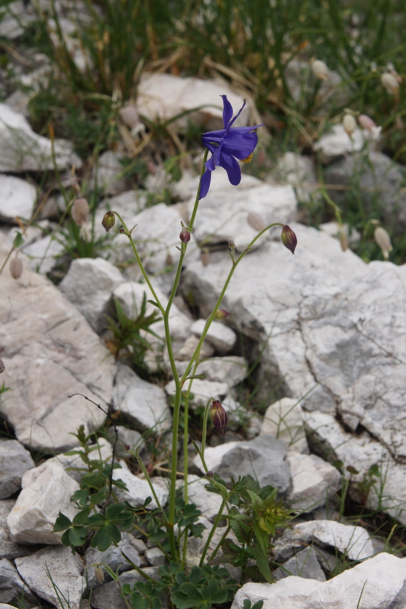 Aquilegia einseleana: Einselejeva orlica v Krnici.