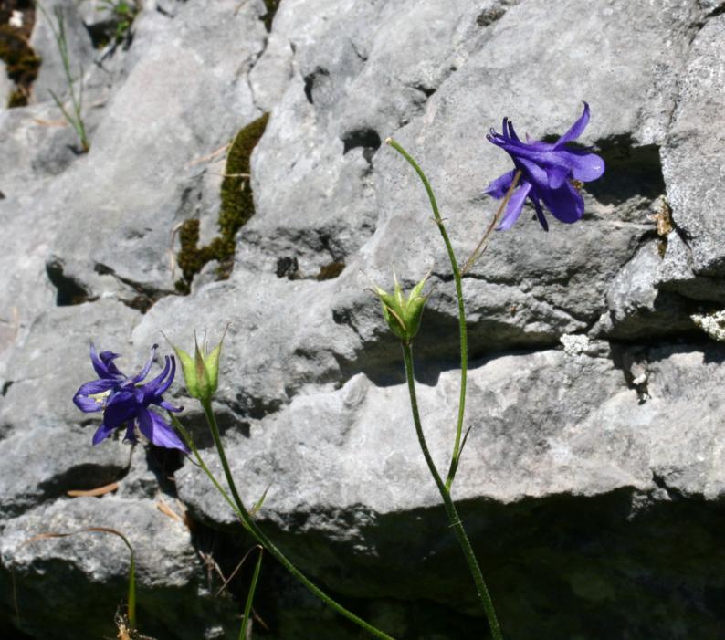 Aquilegia einseleana: Aquilegia einseleana