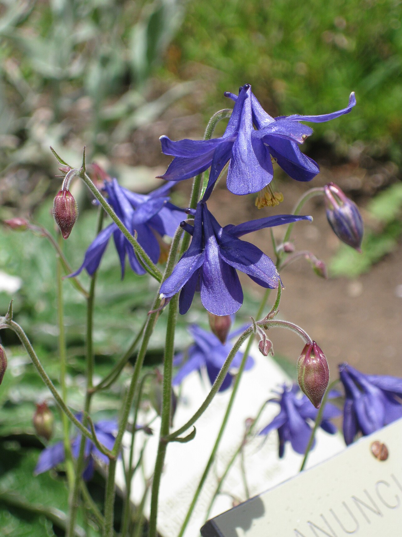 Aquilegia einseleana: Aquilegia einseleana in the Jardin Botanique Alpin du Lautaret