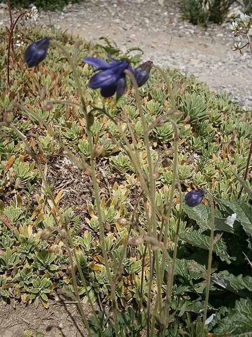 Aquilegia einseleana: Aquilegia einseleana in the Jardin Botanique Alpin du Lautaret