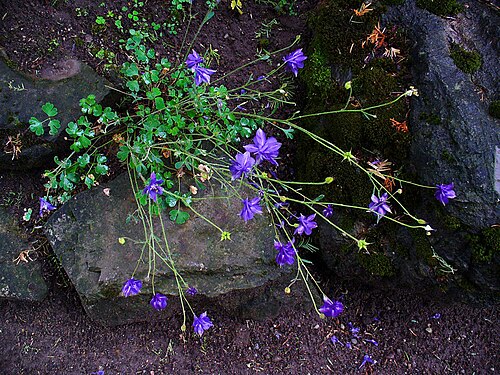 Aquilegia einseleana: Aquilegia einseleana , Ranunculaceae, Einsele's Columbine, habitus; Botanical Garden KIT, Karlsruhe, Germany.