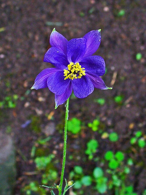 Aquilegia einseleana: Aquilegia einseleana , Ranunculaceae, Einsele's Columbine, flower; Botanical Garden KIT, Karlsruhe, Germany.