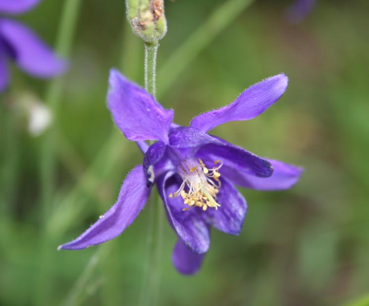 Aquilegia einseleana: Aquilegia einseleana