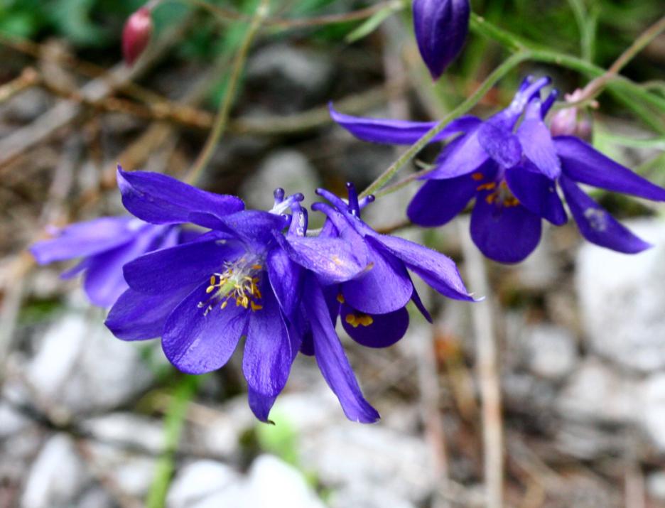 Aquilegia einseleana: Aquilegia einseleana
