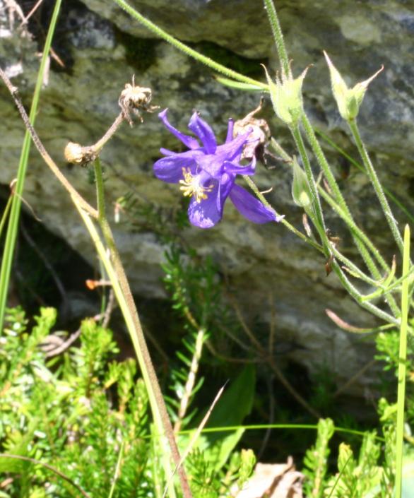 Aquilegia einseleana: Aquilegia einseleana