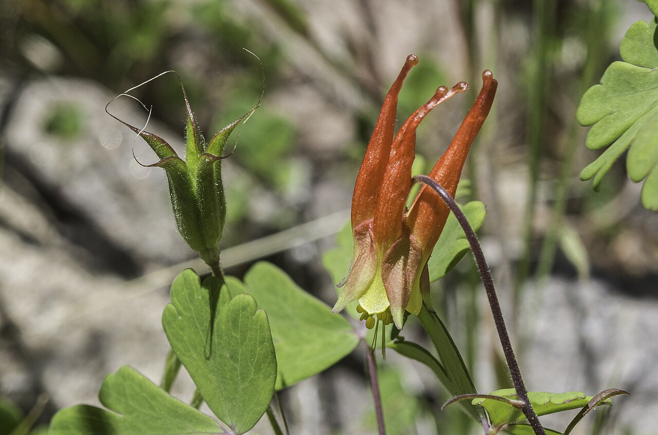 Western red columbine: Aquilegia elegantula flower and fruit photographed in Bandelier National Monument, Los Alamos County, New Mexico, US