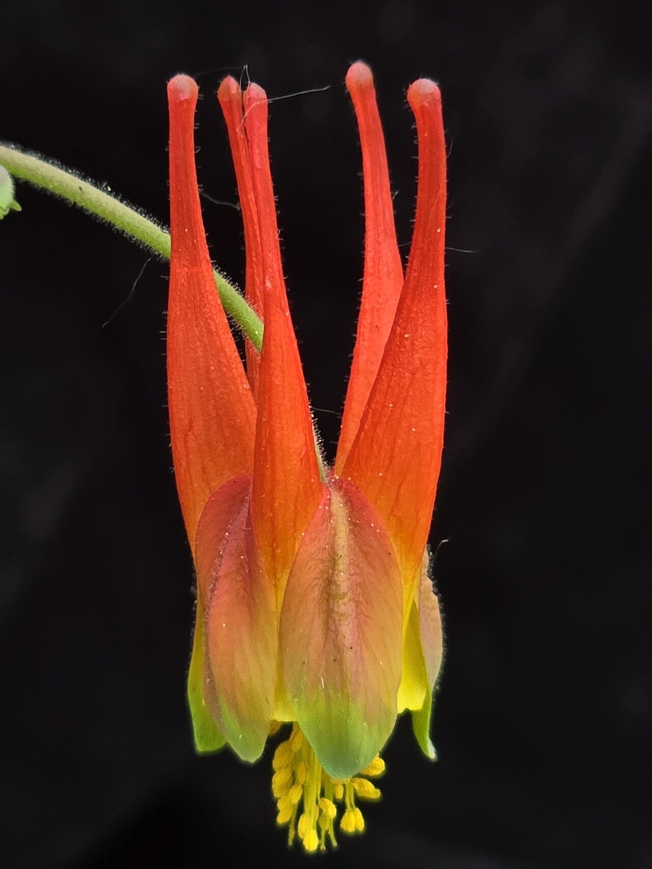 Western red columbine: Aquilegia elegantula flower against a black backround photographed in the Carson National Forest, Taos County, New Mexico, US