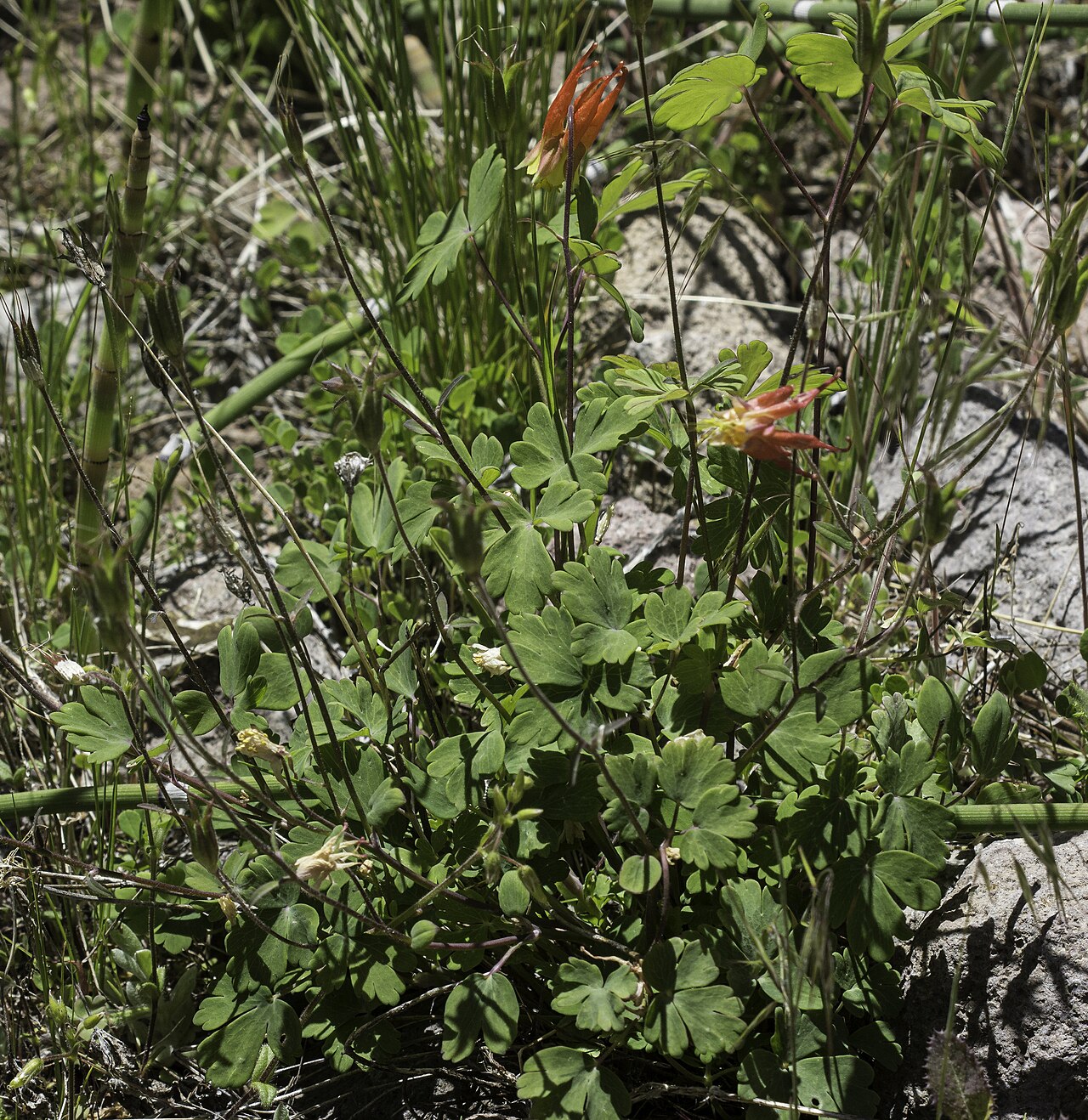 Western red columbine: Aquilegia elegantula blooming in Bandelier National Monument, Los Alamos County, New Mexico, US