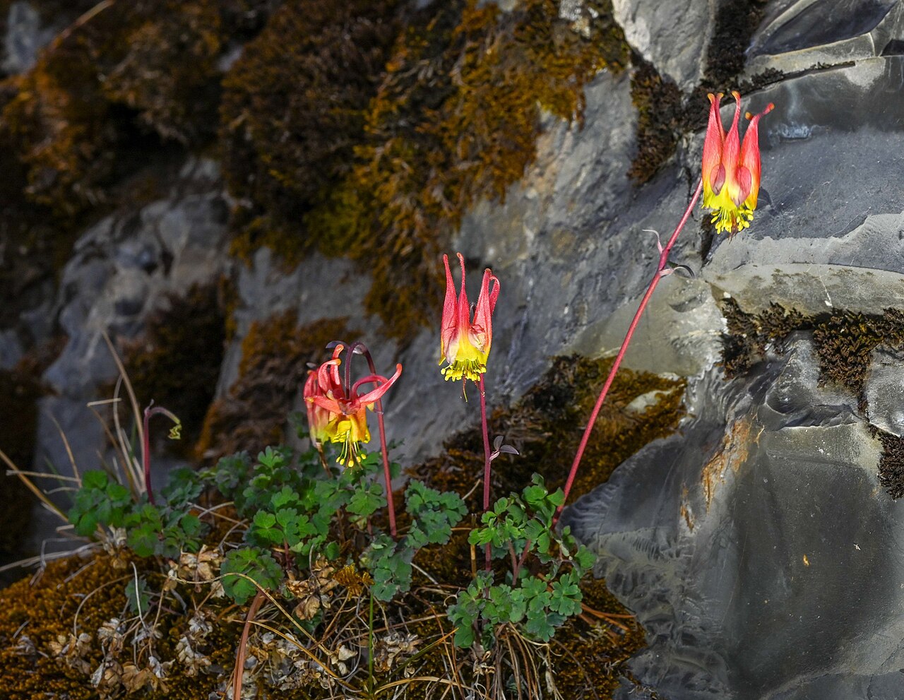 Western red columbine: Aquilegia elegantula flowering against a rocky slope in Galeana Municipality, Nuevo León, Mexico