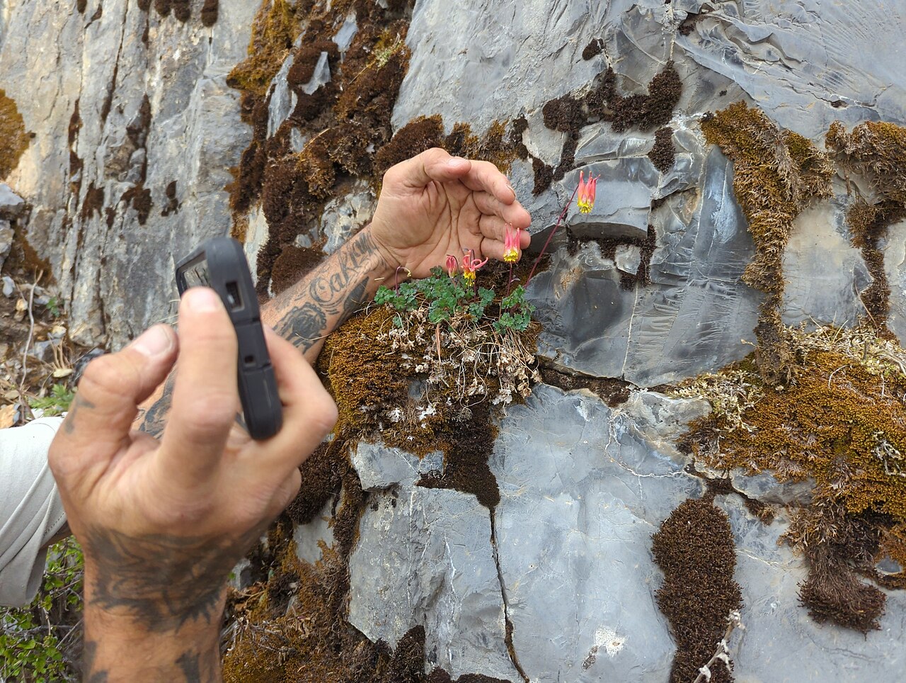 Western red columbine: Aquilegia elegantula flowering against a rocky slope with arm for scale in Galeana Municipality, Nuevo León, Mexico