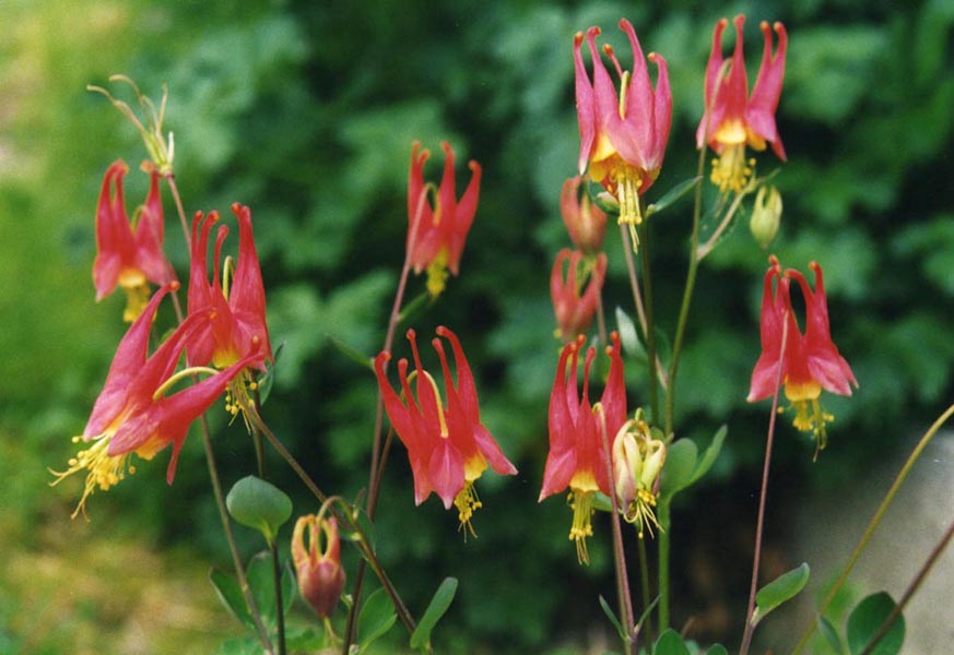 Western red columbine: Aquilegia elegantula