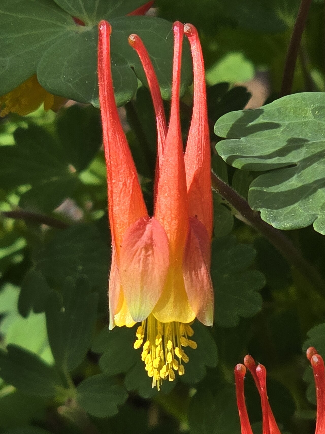 Western red columbine: Aquilegia elegantula flower photographed in Carson National Forest, Taos County, New Mexico, US