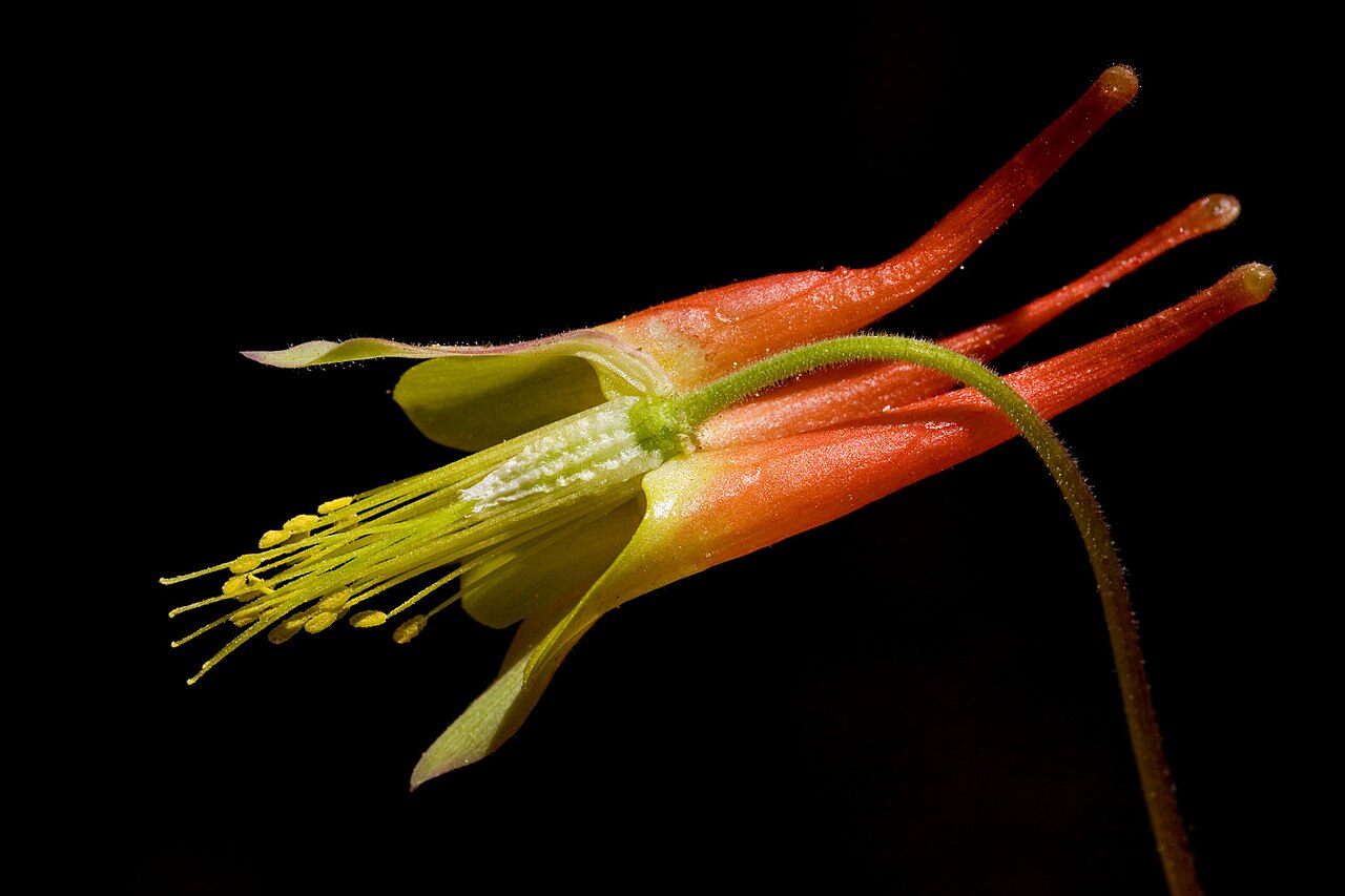 Western red columbine: Aquilegia elegantula flower descected to show internal structure with half the stamens removed, flower collected from Lincoln National Forest, Otero County, New