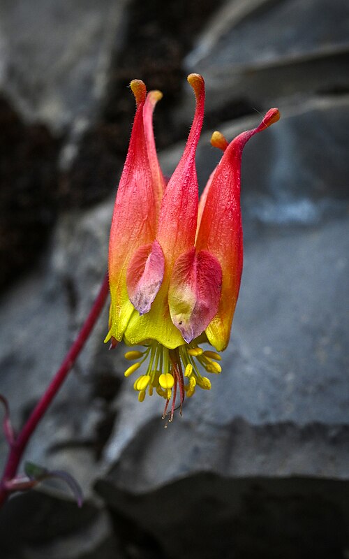 Western red columbine: Aquilegia elegantula flower photographed against a rocky slope in Galeana Municipality, Nuevo León, Mexico
