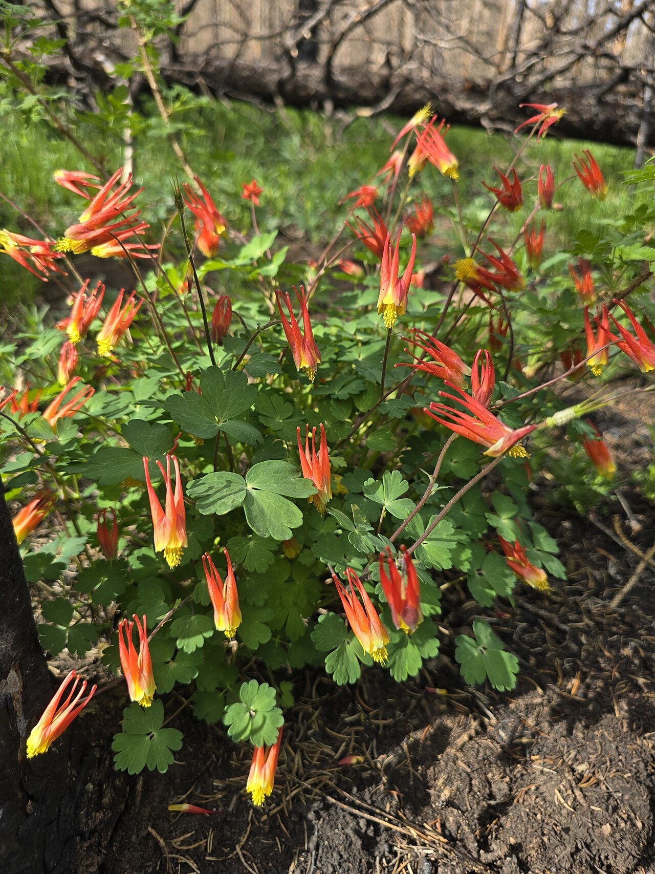 Western red columbine: Aquilegia elegantula in bloom Carson National Forest, Taos County, New Mexico, US
