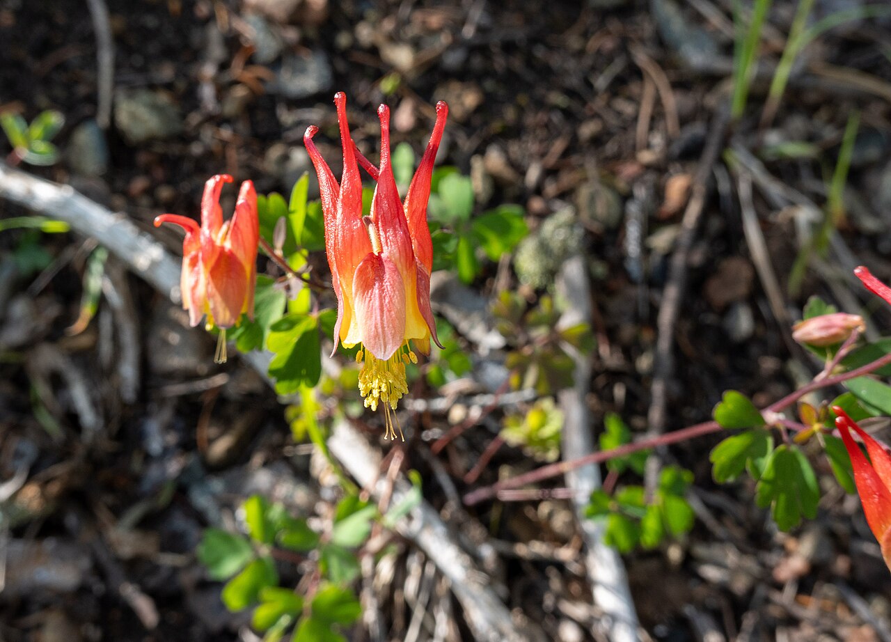 Western red columbine: Aquilegia elegantula flower close up photographed in White River National Forest, Summit County, Colorado, US